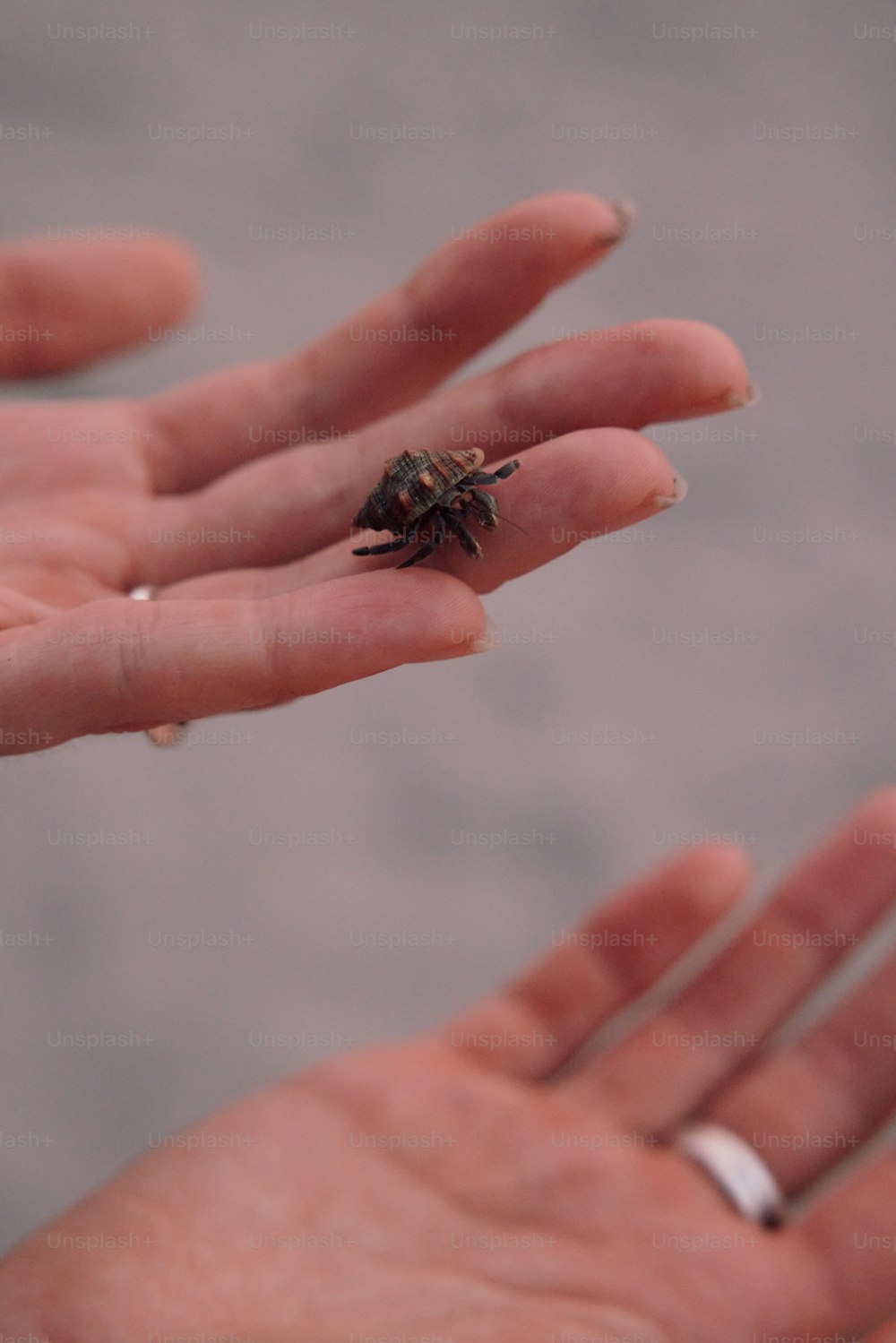 um pequeno inseto sentado em cima de uma mão de pessoas