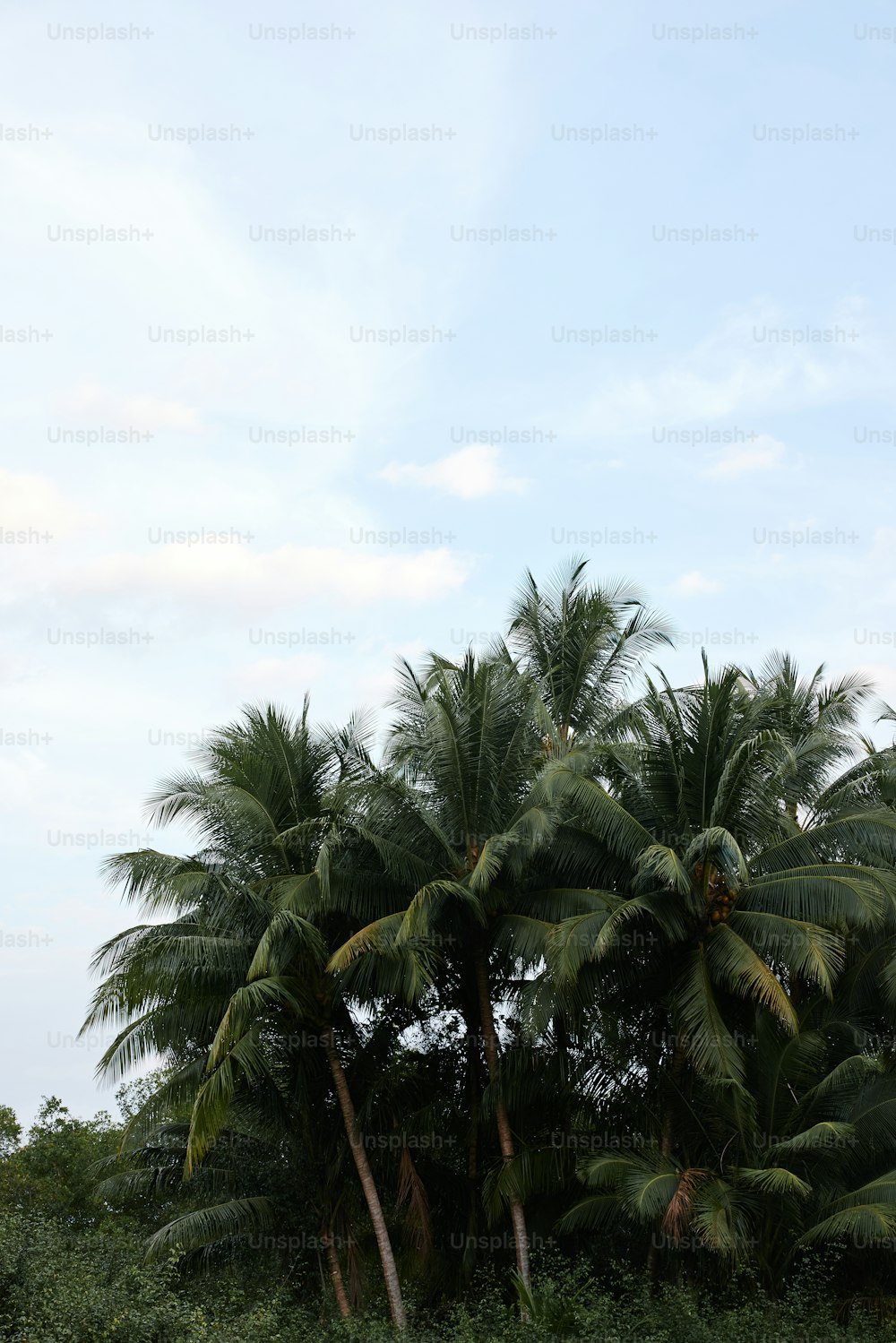 a group of palm trees in the middle of a field