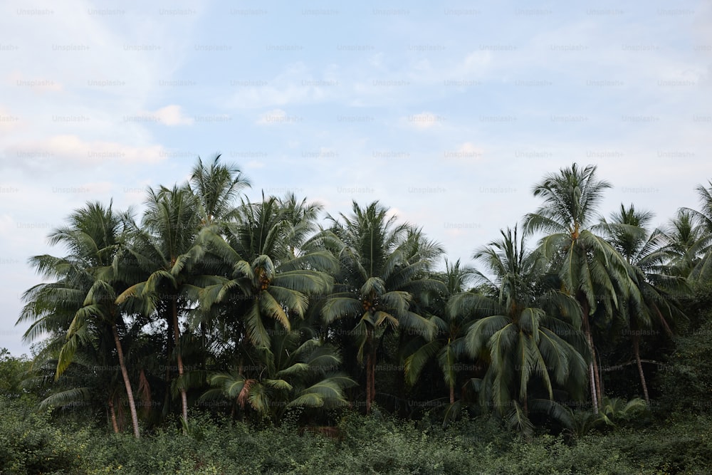 um grupo de palmeiras em uma floresta