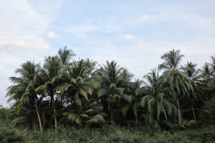 Eine Gruppe von Palmen in einem Wald