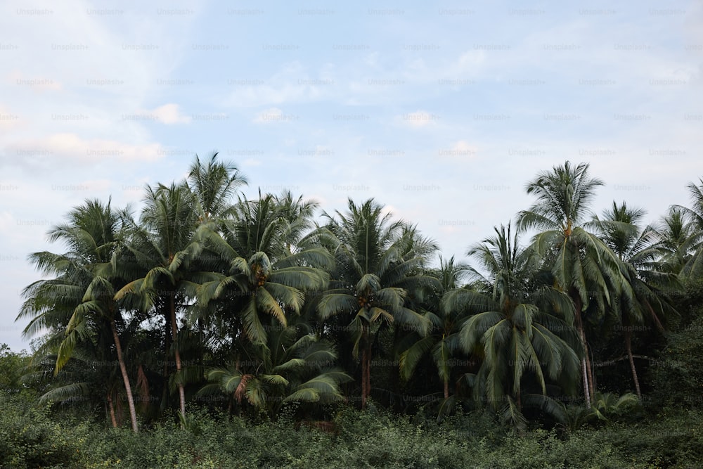 a group of palm trees in a forest