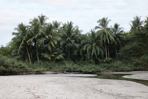 Un fiume che attraversa una foresta piena di palme