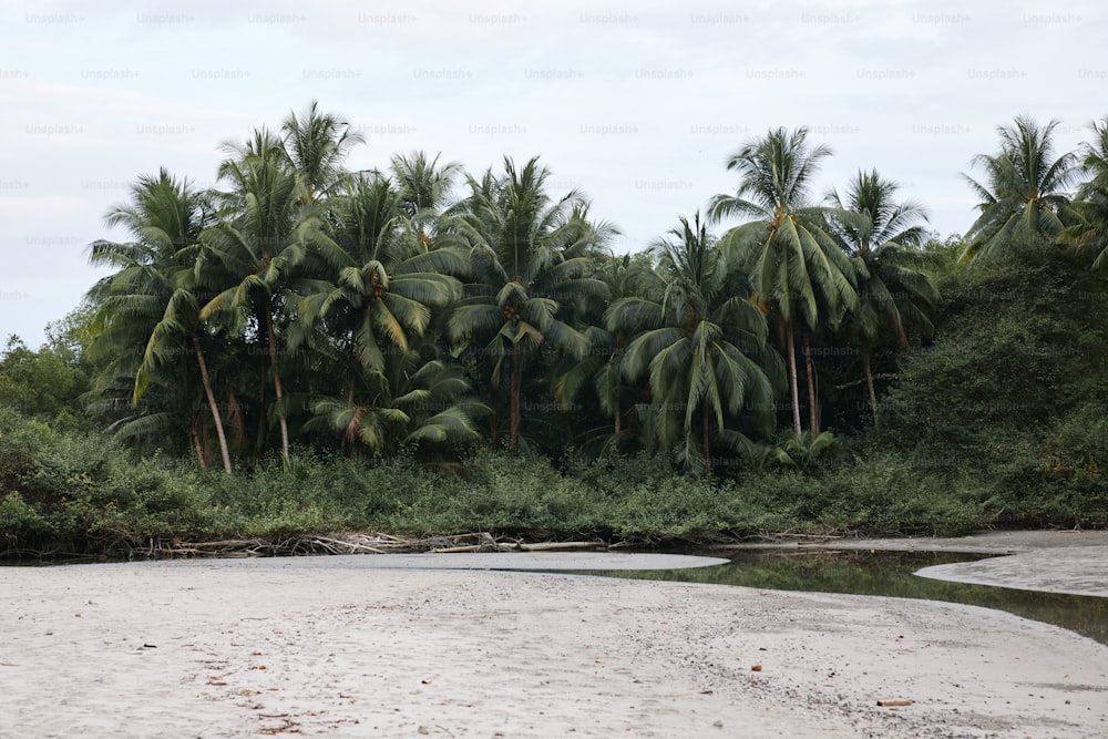 a river running through a forest filled with palm trees