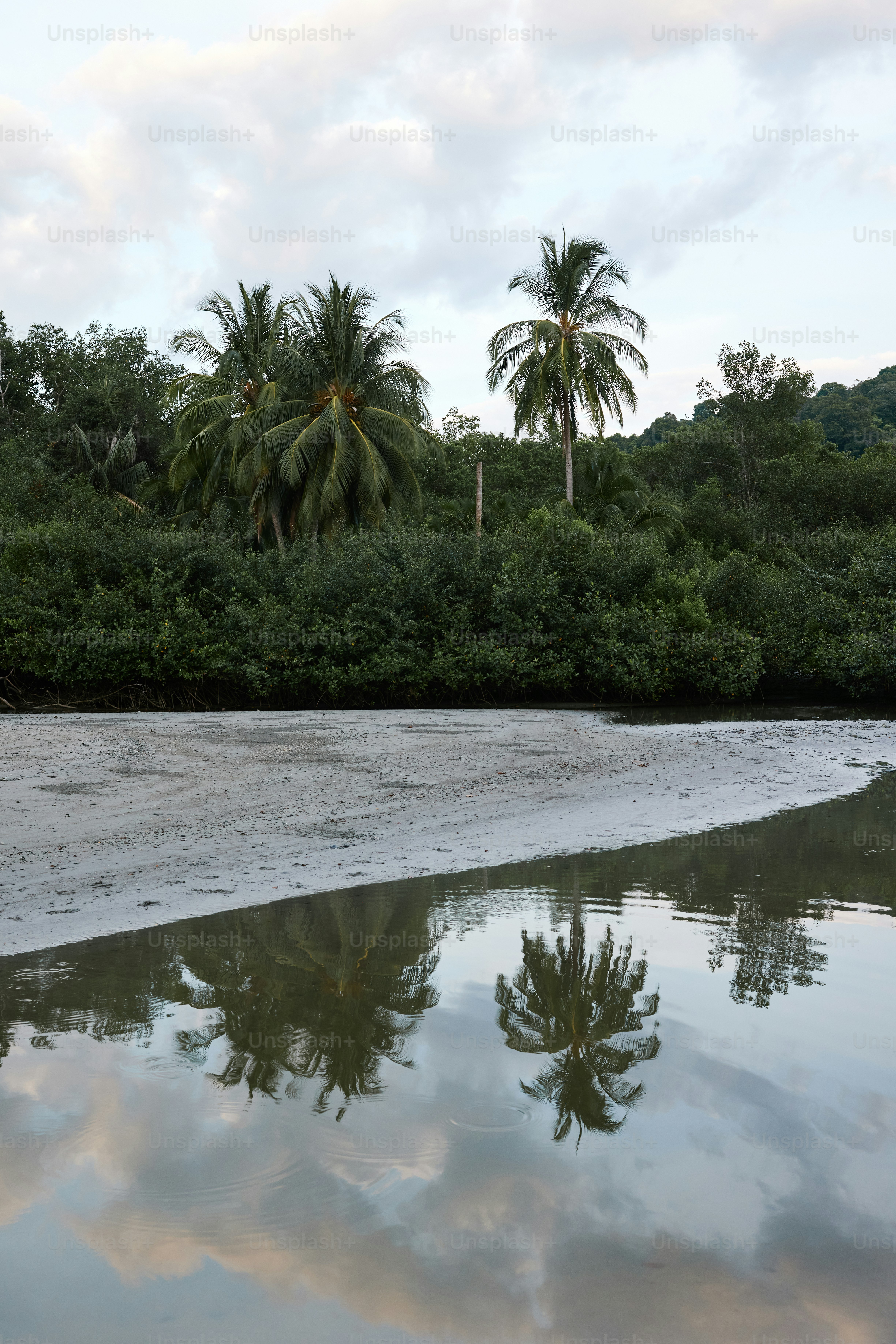 a body of water with trees in the background