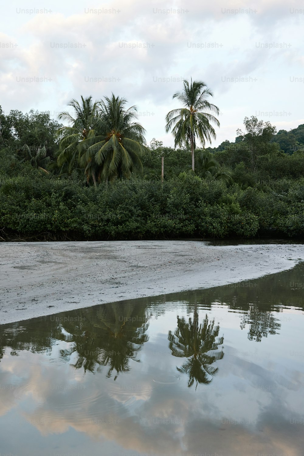 a body of water with trees in the background