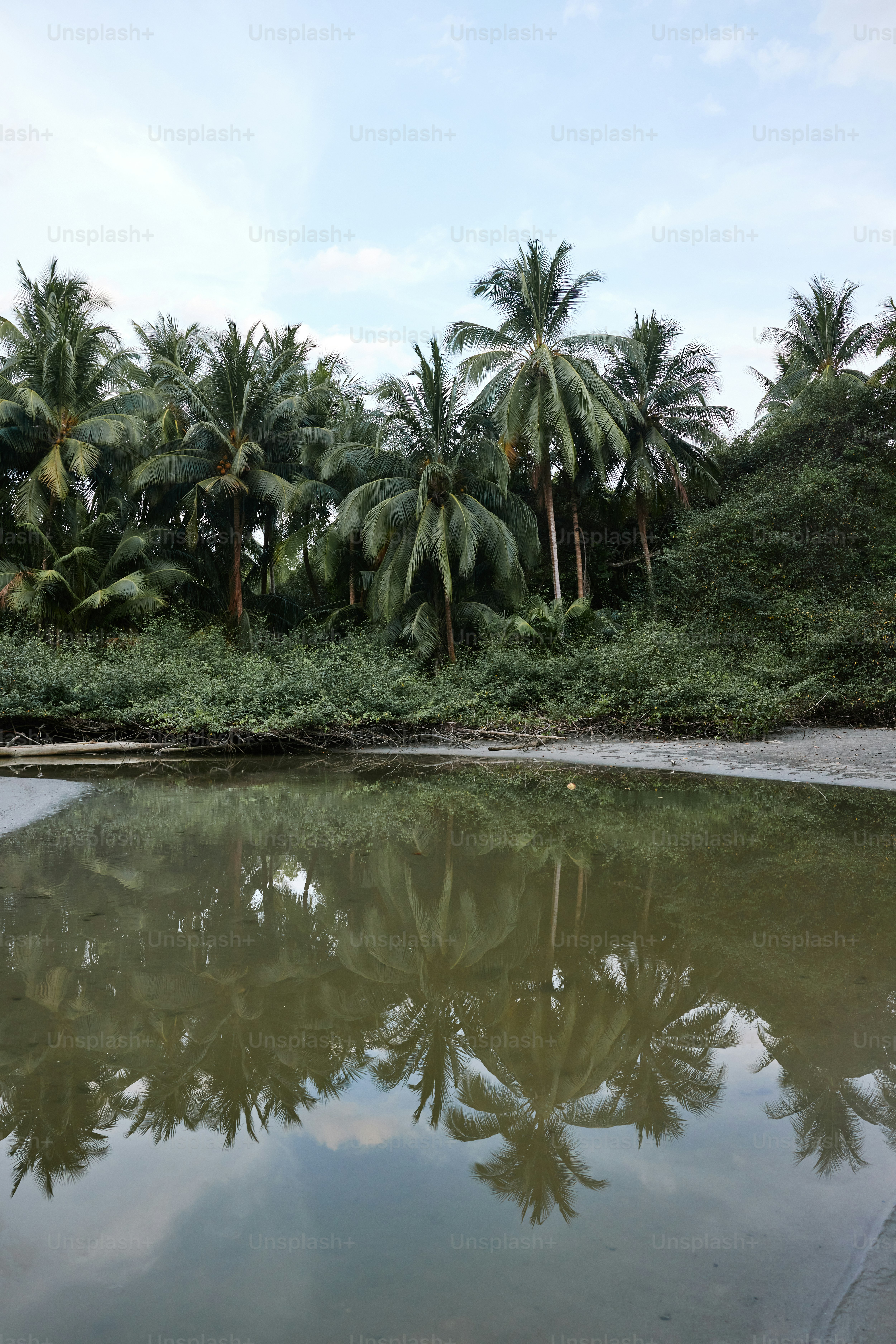 a body of water surrounded by palm trees