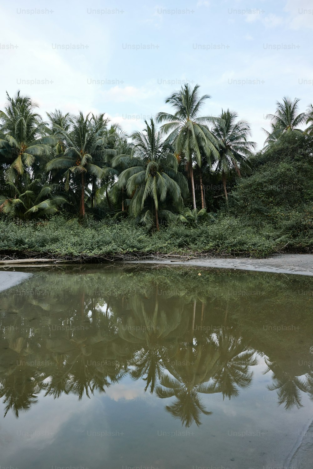 Ein Gewässer umgeben von Palmen