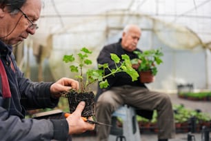 温室で植物の世話をする2人の男性