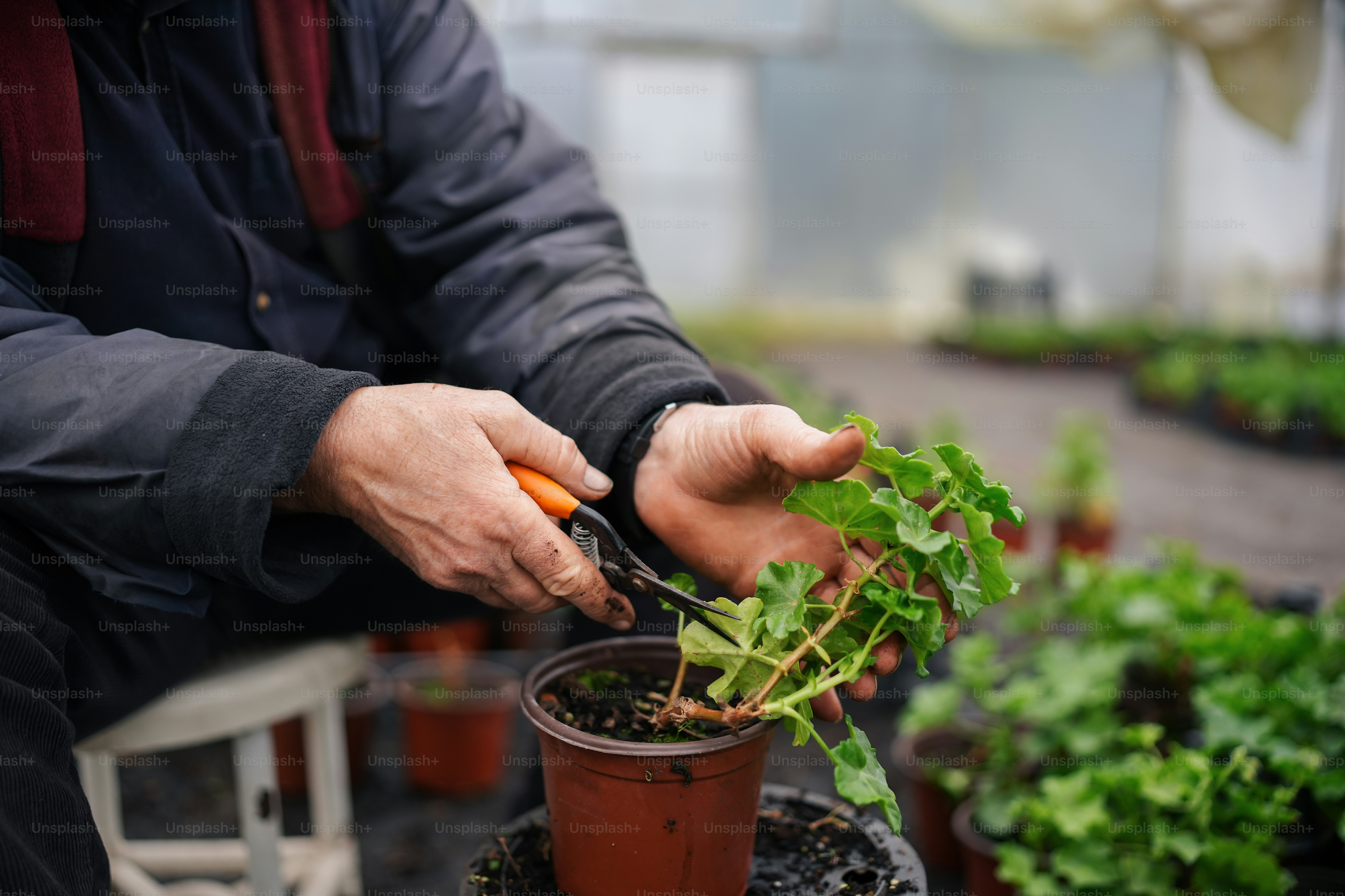 a person cutting a plant with a pair of scissors
