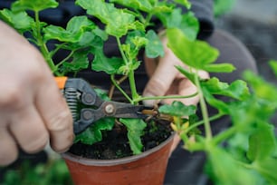 a person holding a pair of pliers over a potted plant