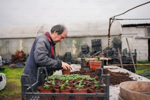 Un hombre cuidando plantas en un invernadero