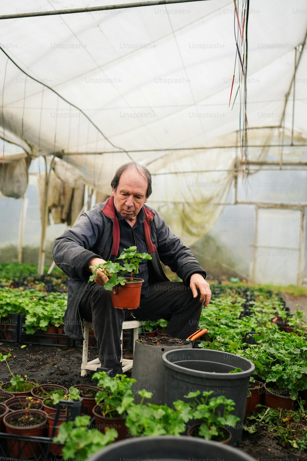 a man kneeling down in a greenhouse holding a carrot