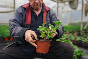 Un uomo che tiene una pianta in vaso in una serra
