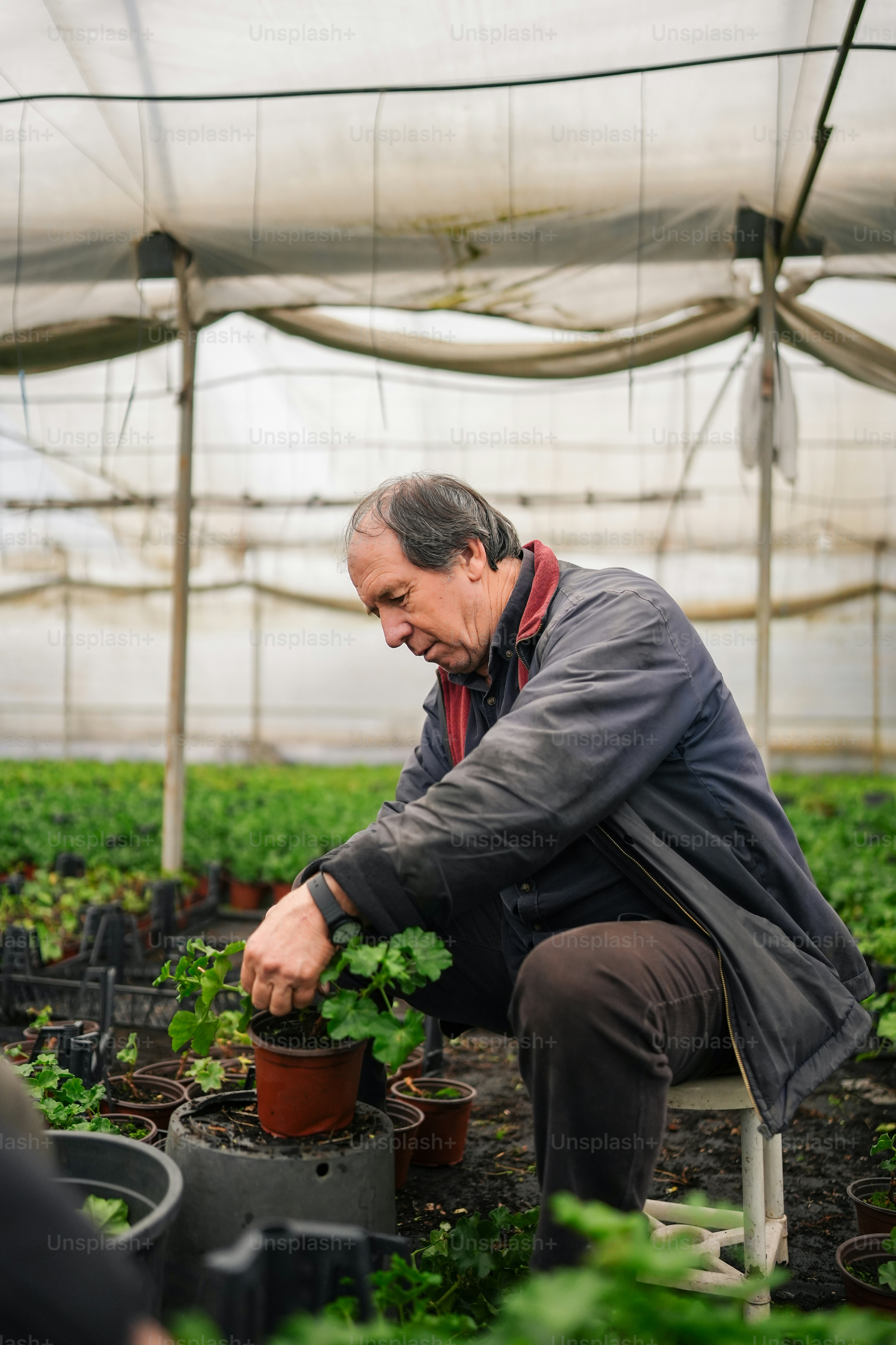 a man is tending to plants in a greenhouse