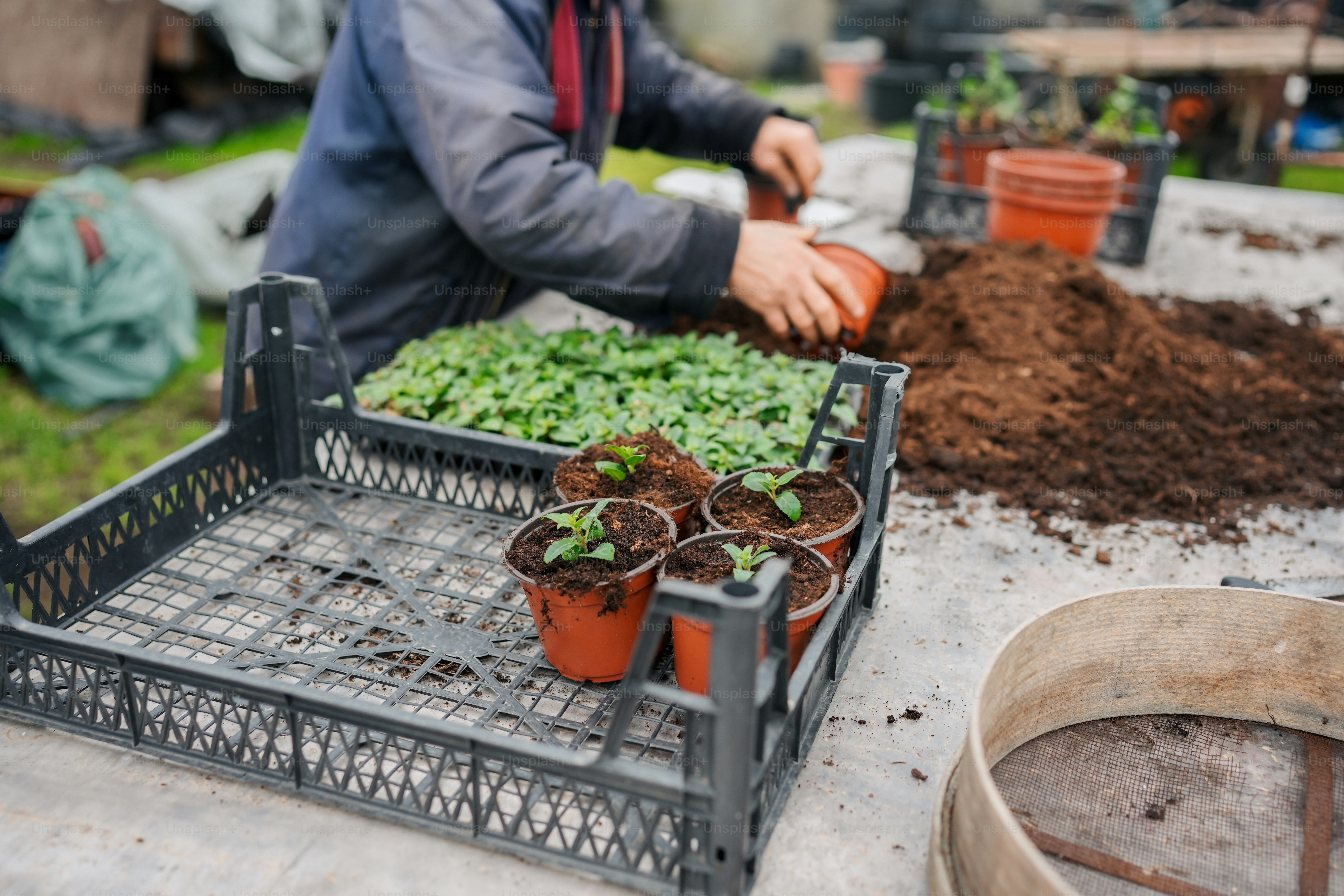 a man is tending to plants in a greenhouse