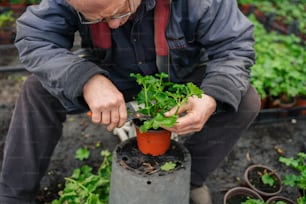 Un hombre está cuidando una planta en maceta