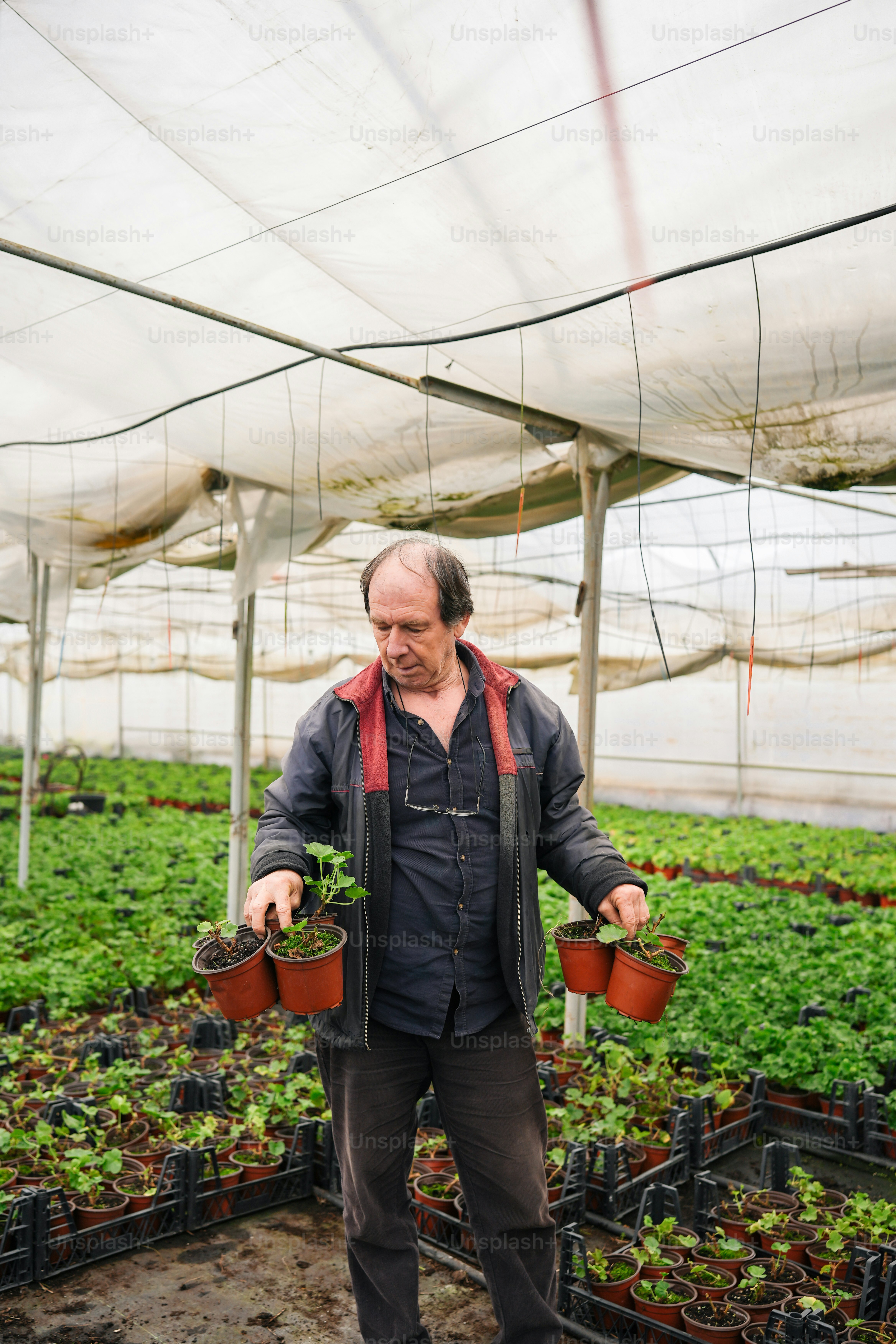 a man standing in a greenhouse holding potted plants