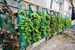 a row of green plants growing on a wall