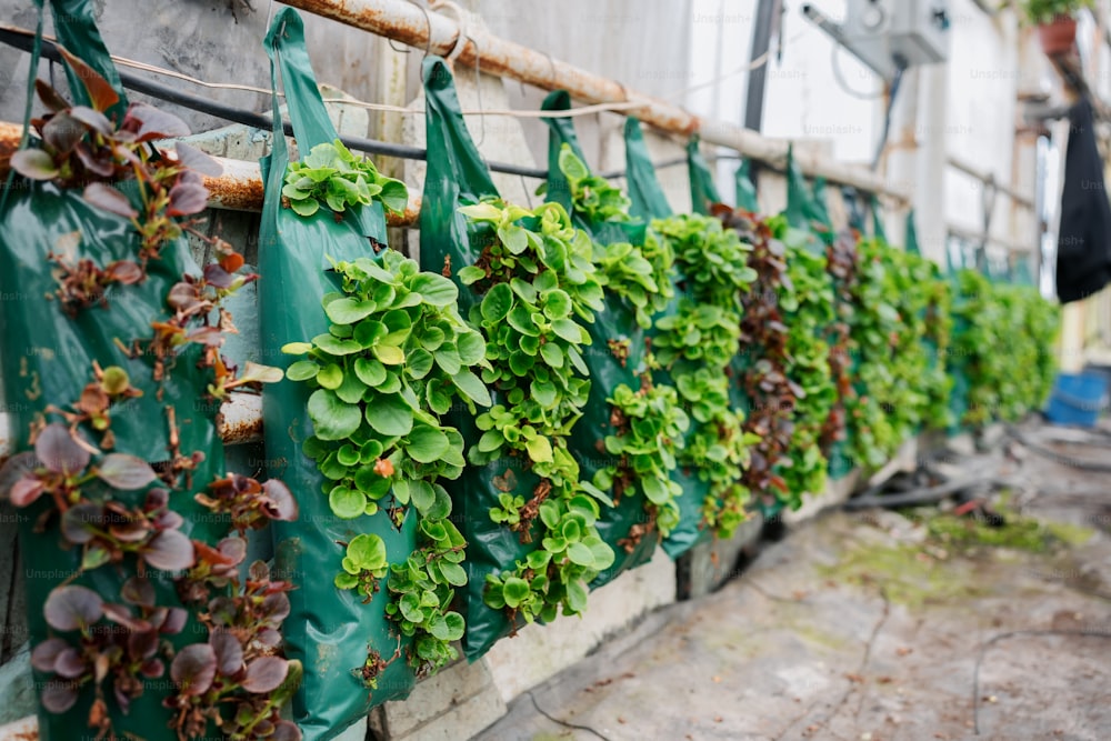 a row of green plants growing on a wall