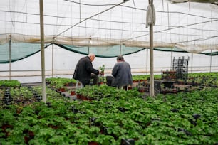 a couple of men standing next to each other in a greenhouse