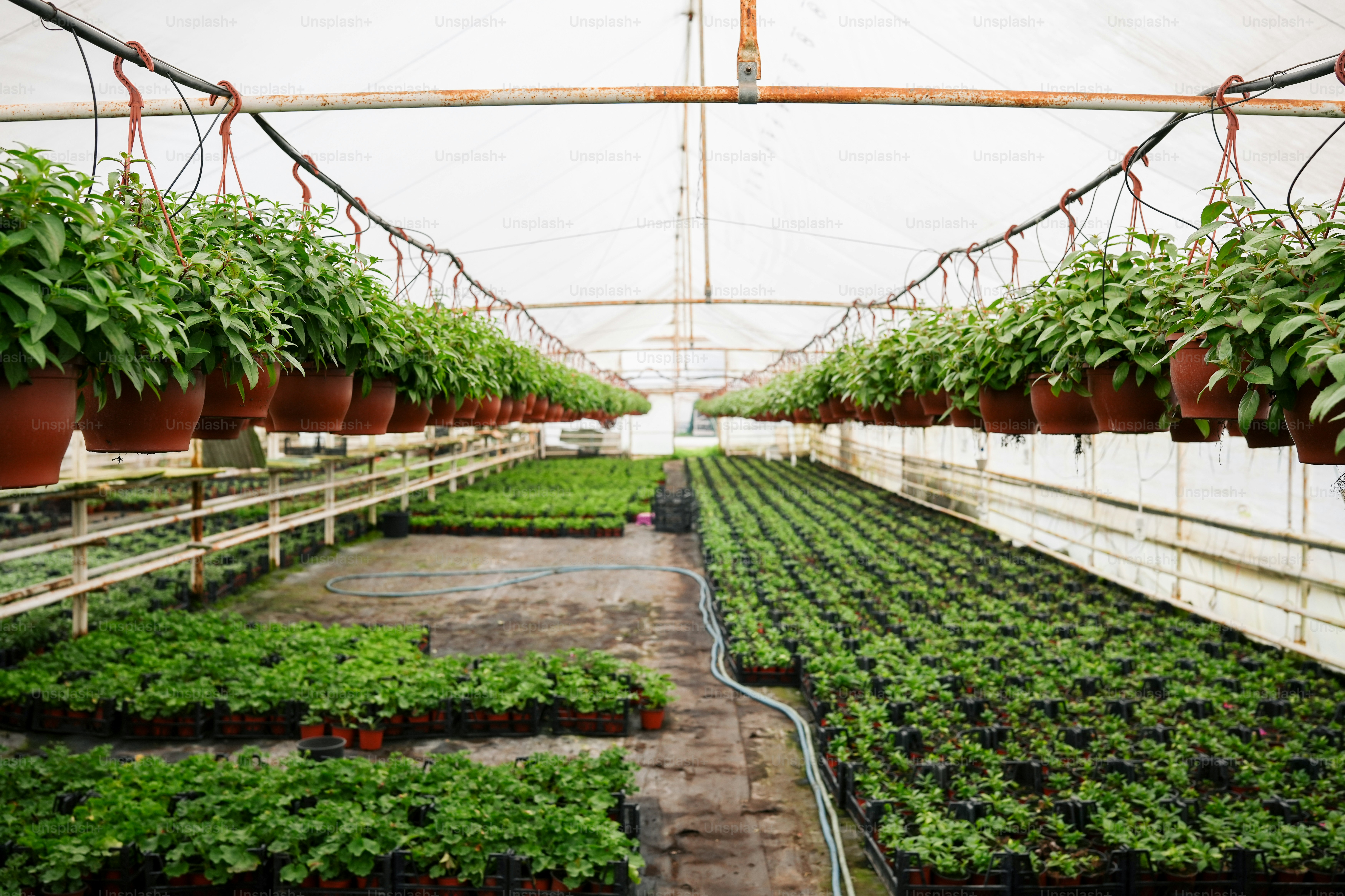 uma estufa cheia de muitas plantas verdes