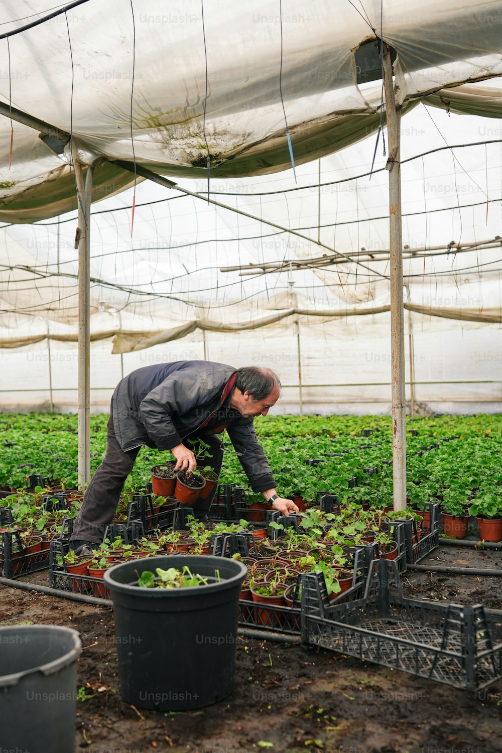 Un hombre cuidando plantas en un invernadero