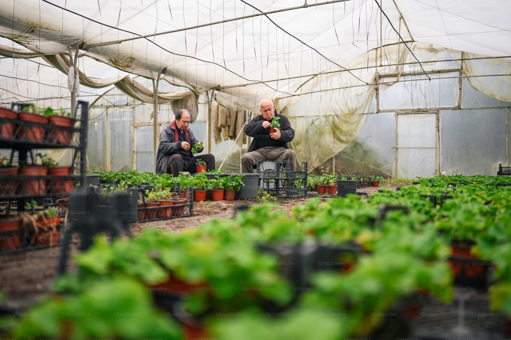 two men sitting in chairs in a greenhouse