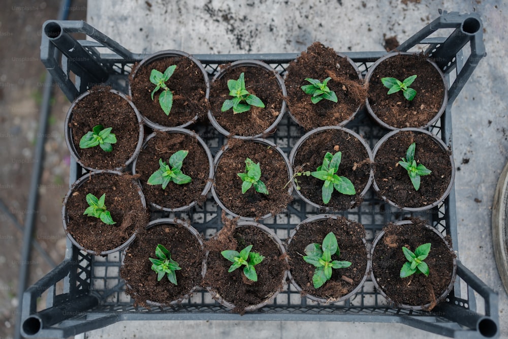 un bouquet de plantes en pot assis sur une grille en métal