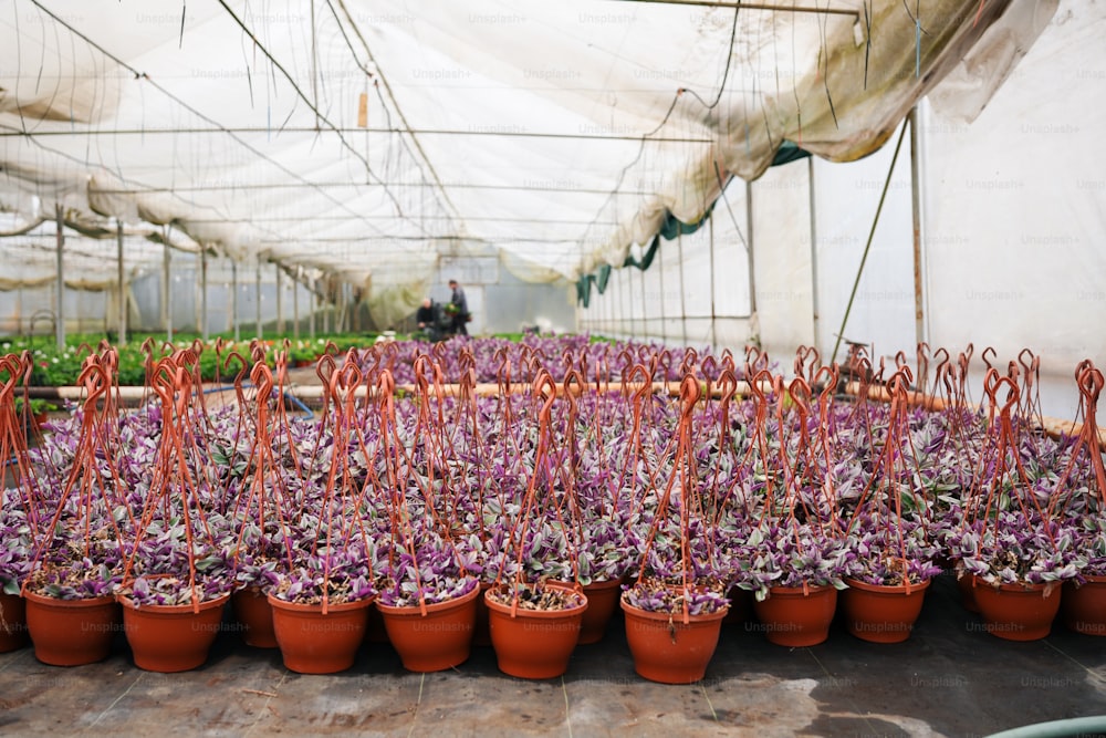 Un gran grupo de plantas en macetas en un invernadero.