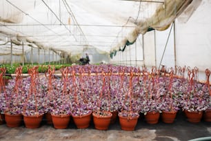 Un gran grupo de plantas en macetas en un invernadero.