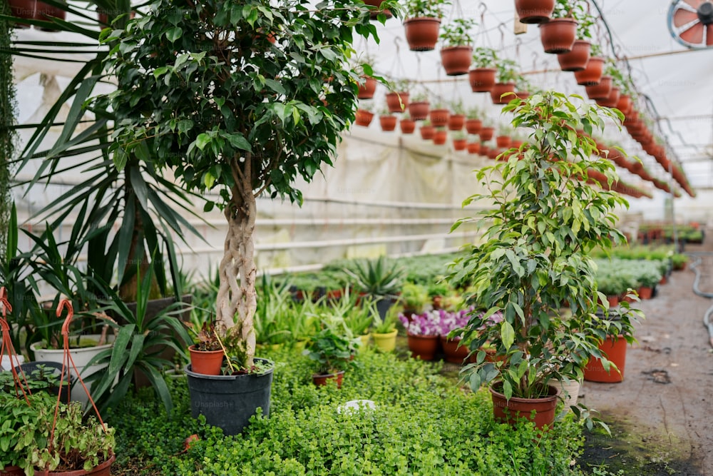 Un invernadero lleno de muchas plantas en macetas