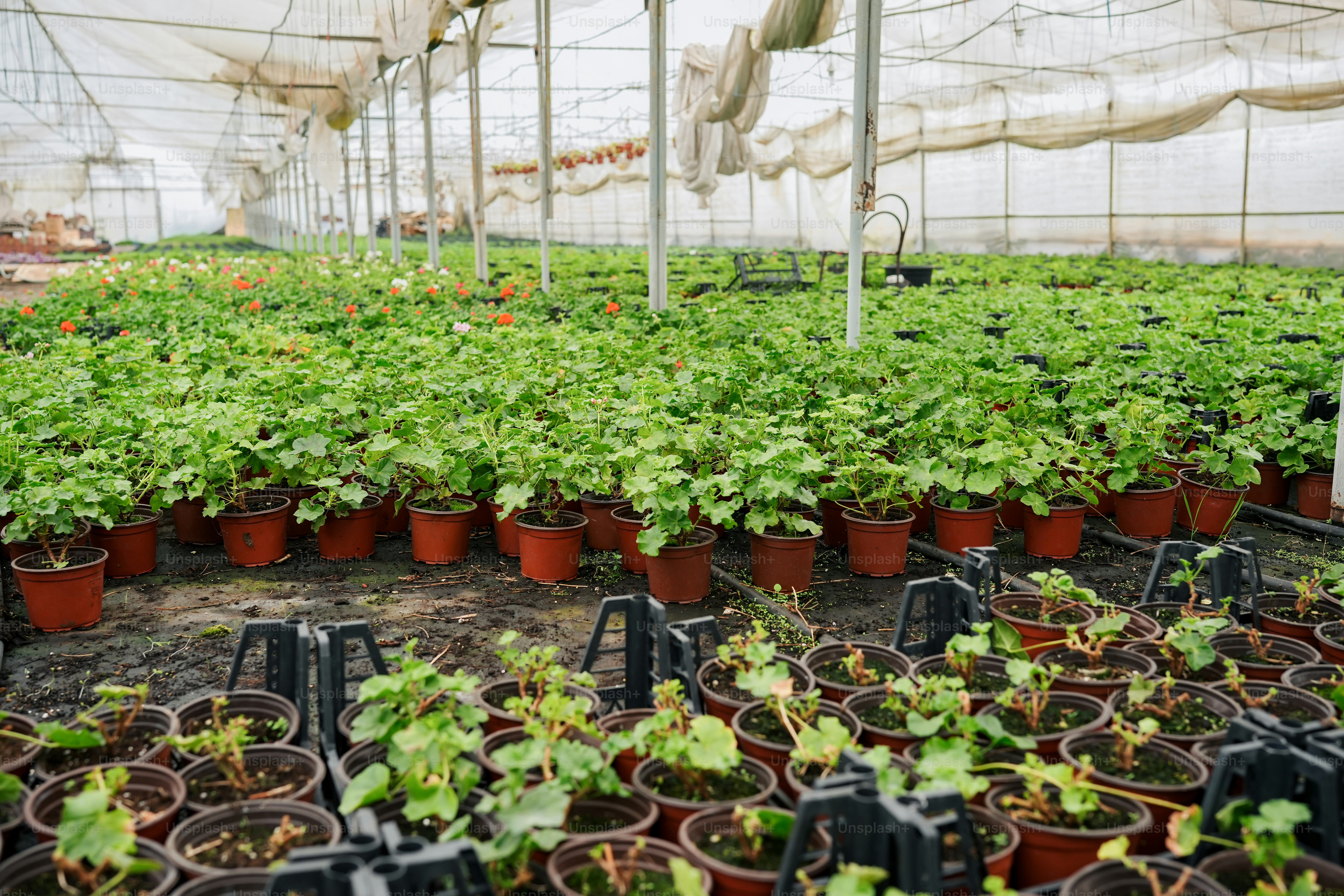 uma estufa cheia de muitas plantas verdes