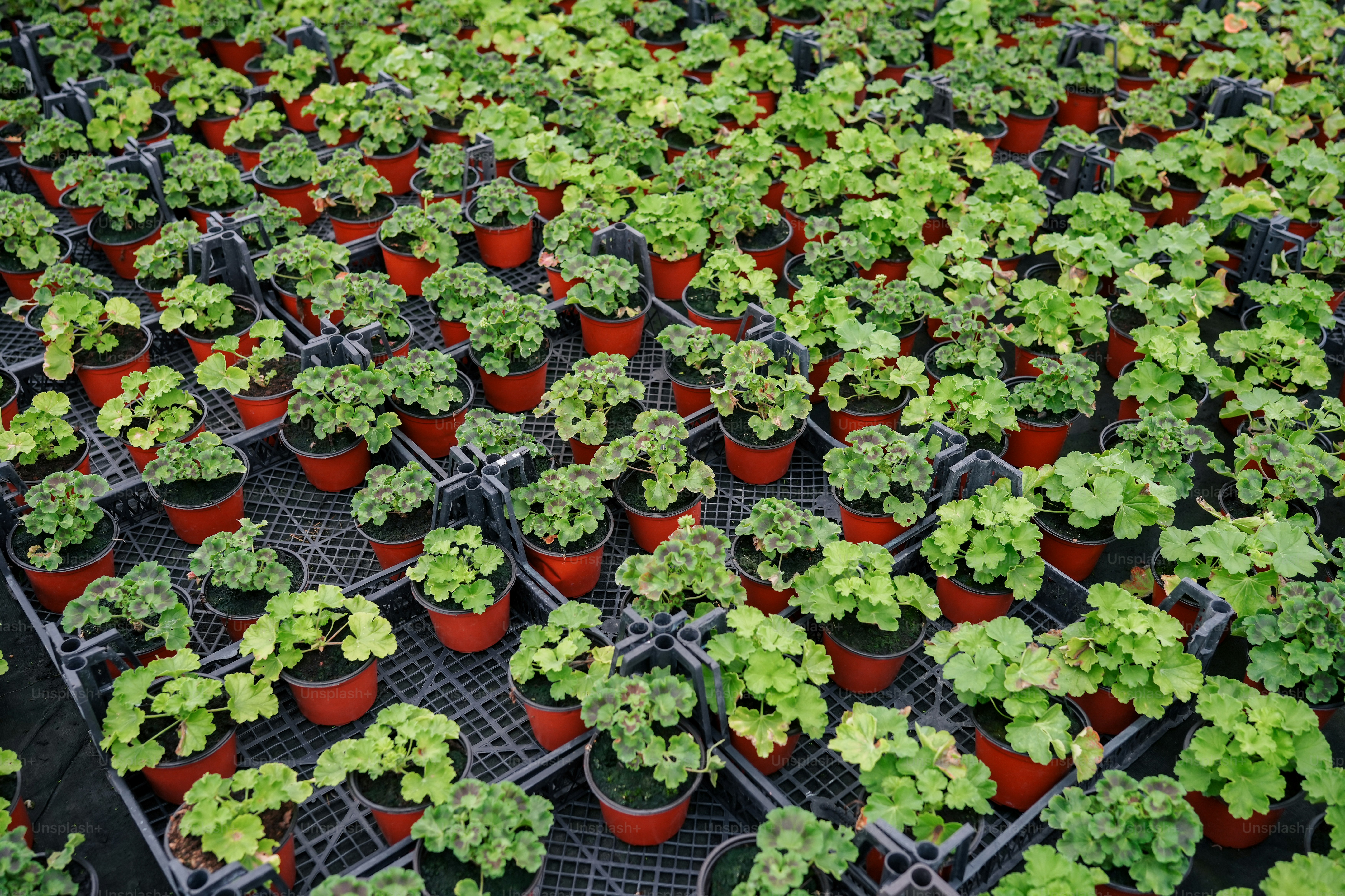 Mudas Caseiras Várias Ervas Vegetais Pequenos Vasos Plantas Jardinagem Para  — Foto © fermate #662546858, image size:3000x2000