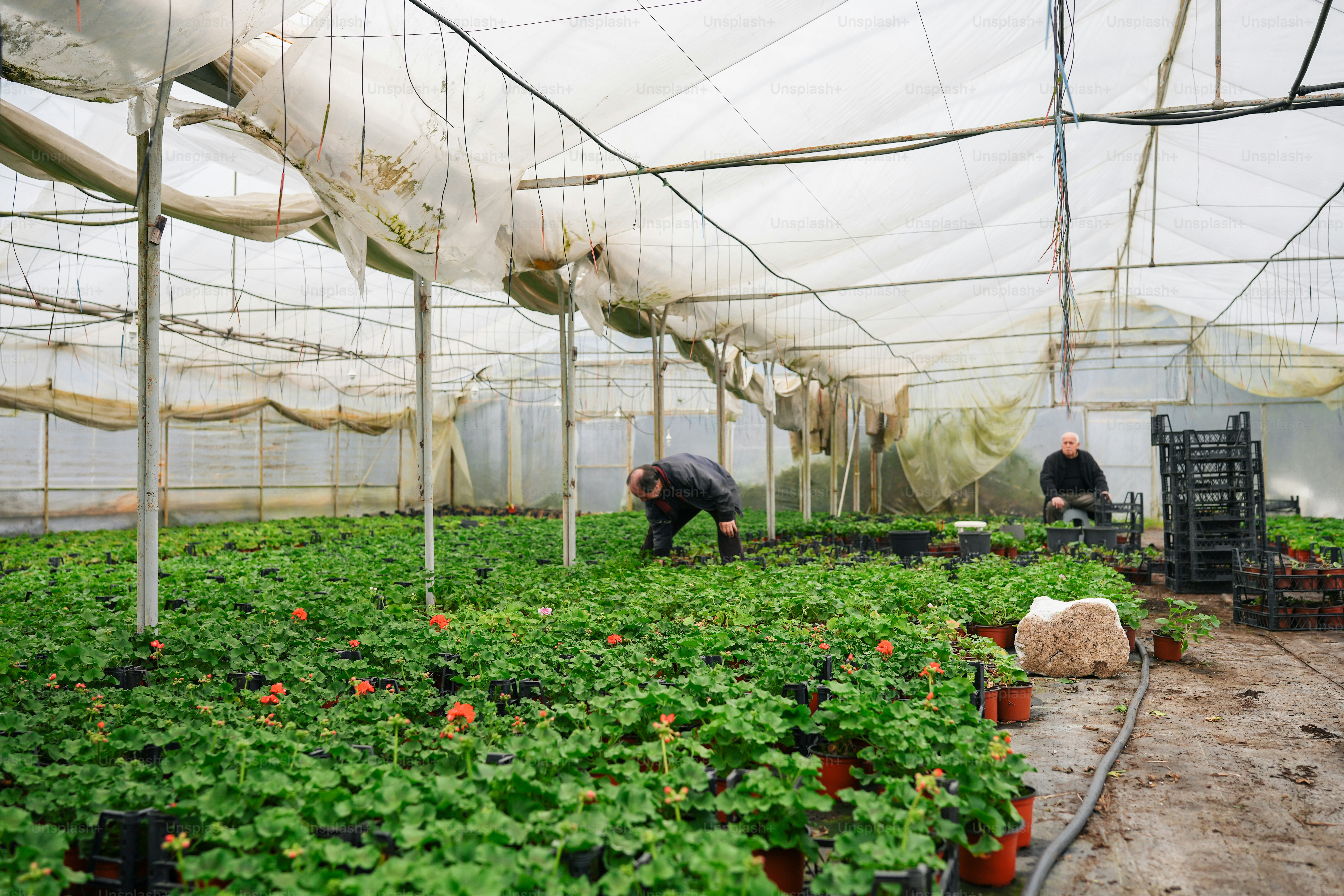 two men in a greenhouse tending to plants