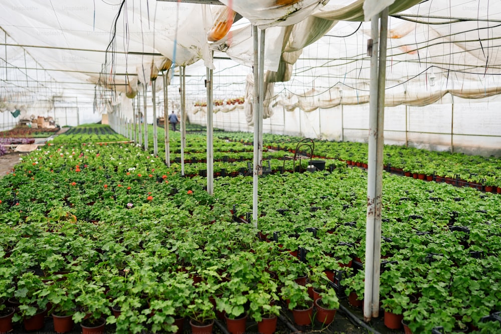 Un invernadero lleno de muchas plantas verdes