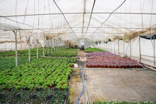 a large greenhouse filled with lots of plants