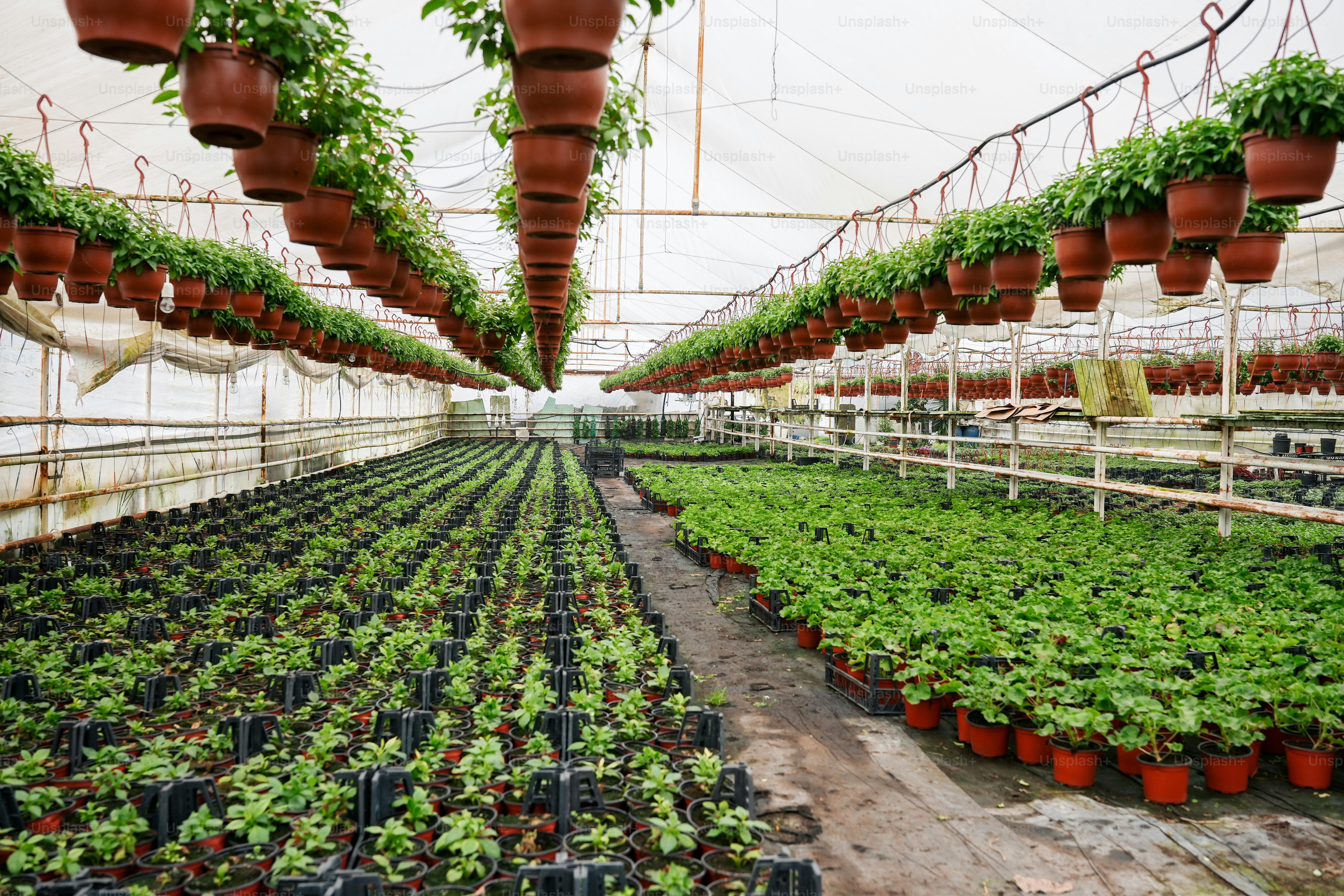 une grande serre remplie de nombreuses plantes vertes