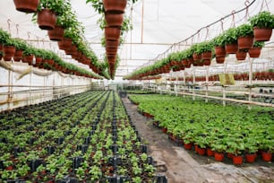a large greenhouse filled with lots of green plants