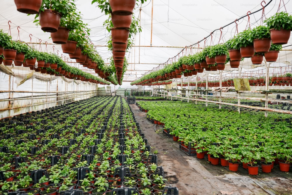 a large greenhouse filled with lots of green plants