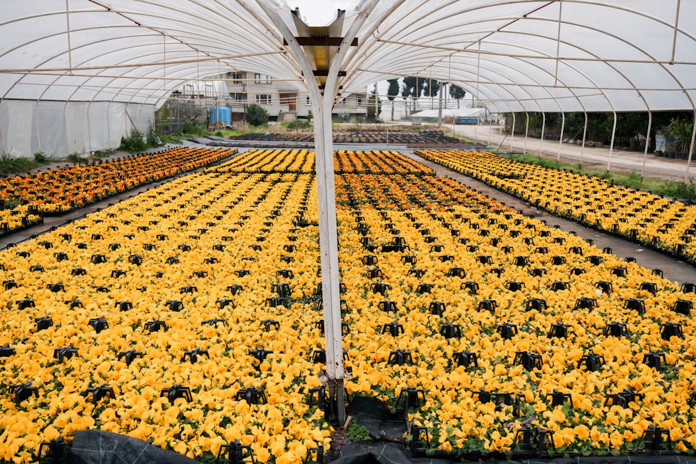 a large greenhouse filled with lots of yellow flowers