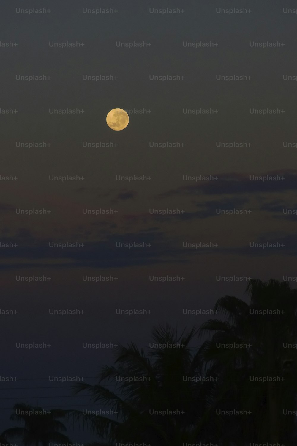 Una luna llena en el cielo con palmeras en primer plano