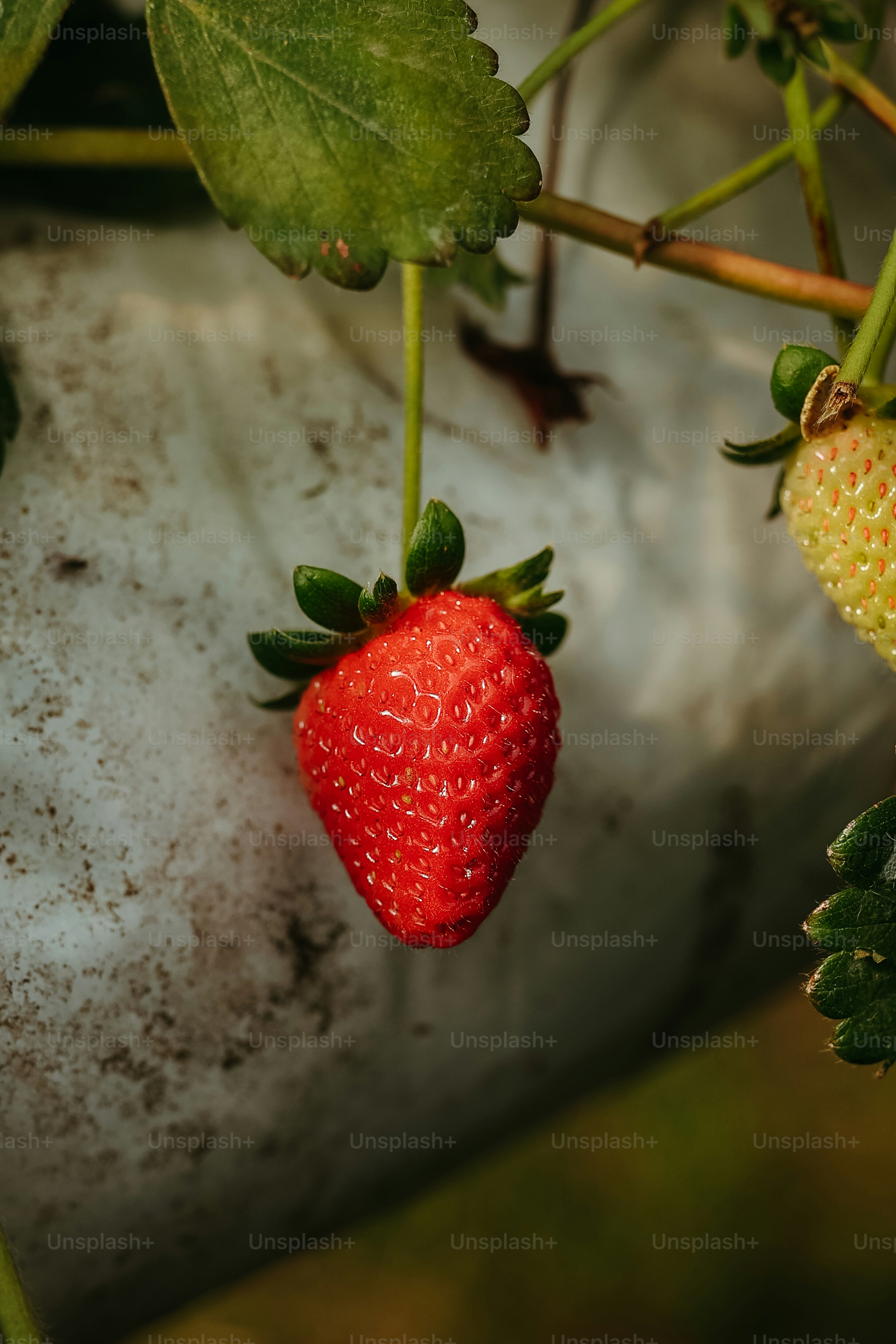 Gros plan d’une fraise poussant sur une plante