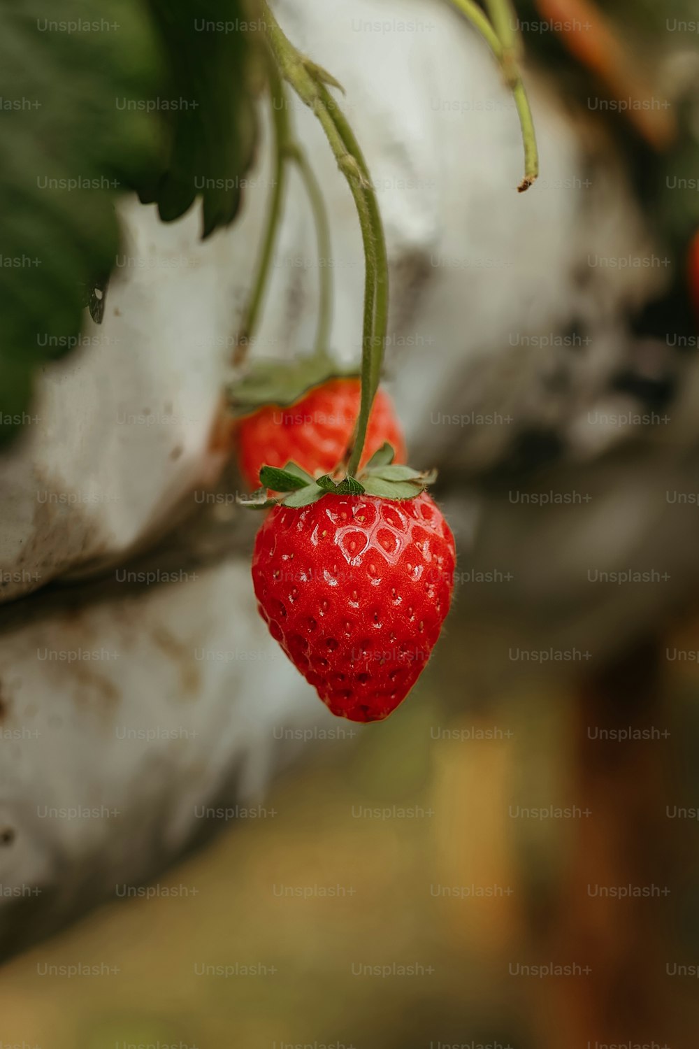 Gros plan d’une fraise sur une plante