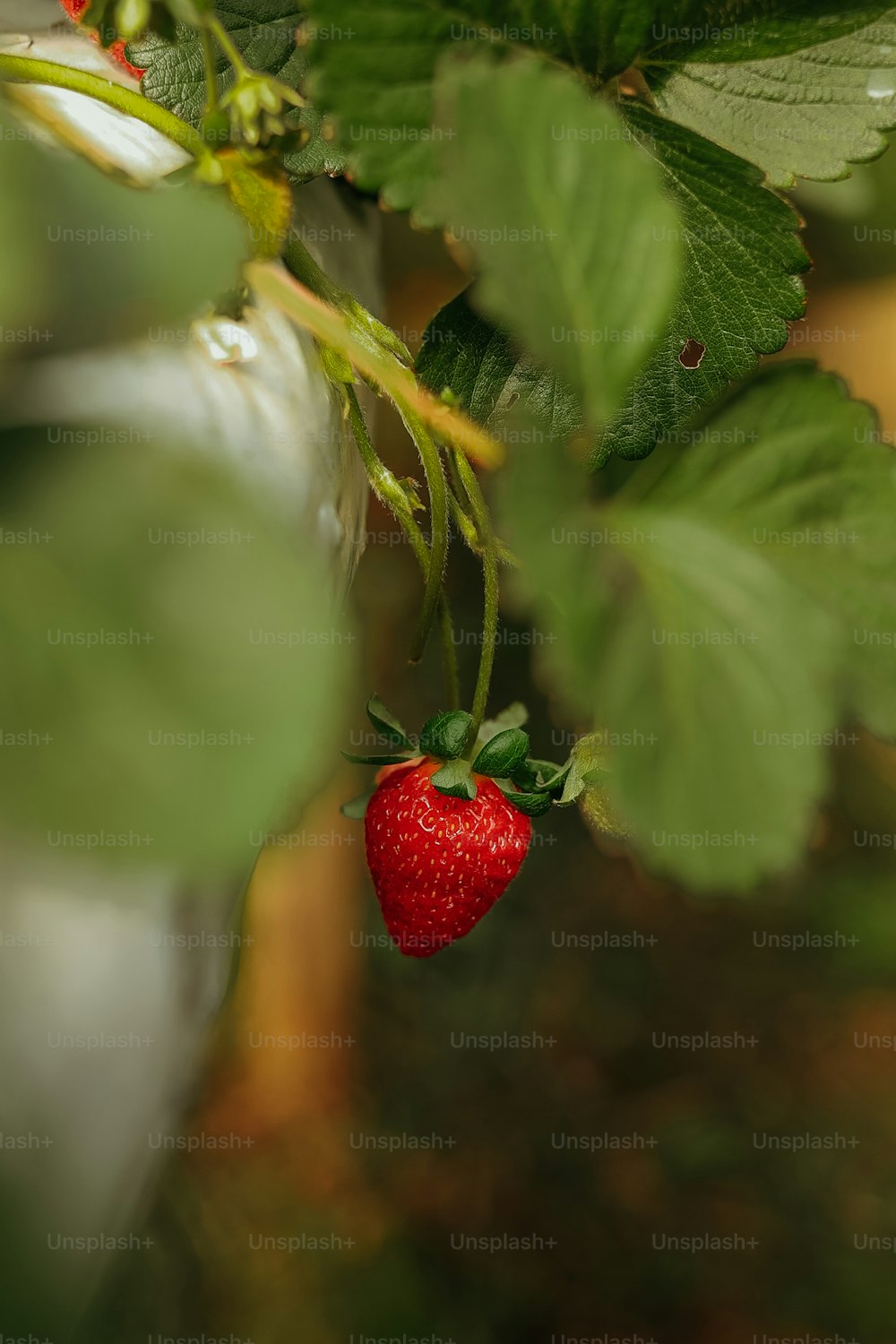 Nahaufnahme einer Erdbeere auf einer Pflanze