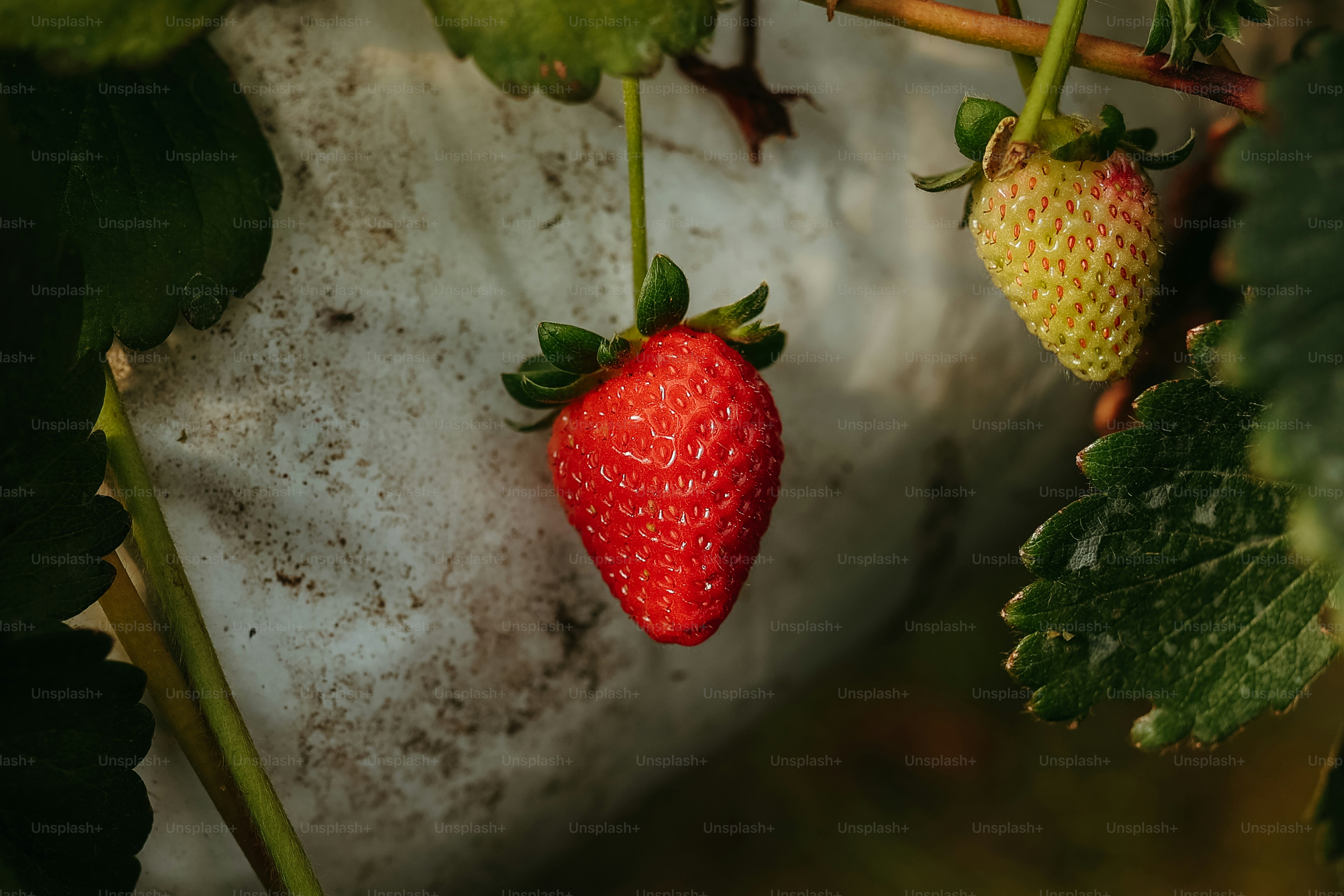 a close up of a strawberry growing on a plant