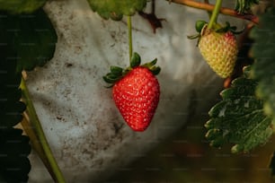 a close up of a strawberry growing on a plant