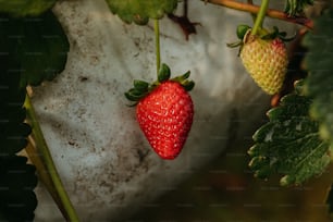 Eine Nahaufnahme einer Erdbeere, die auf einer Pflanze wächst