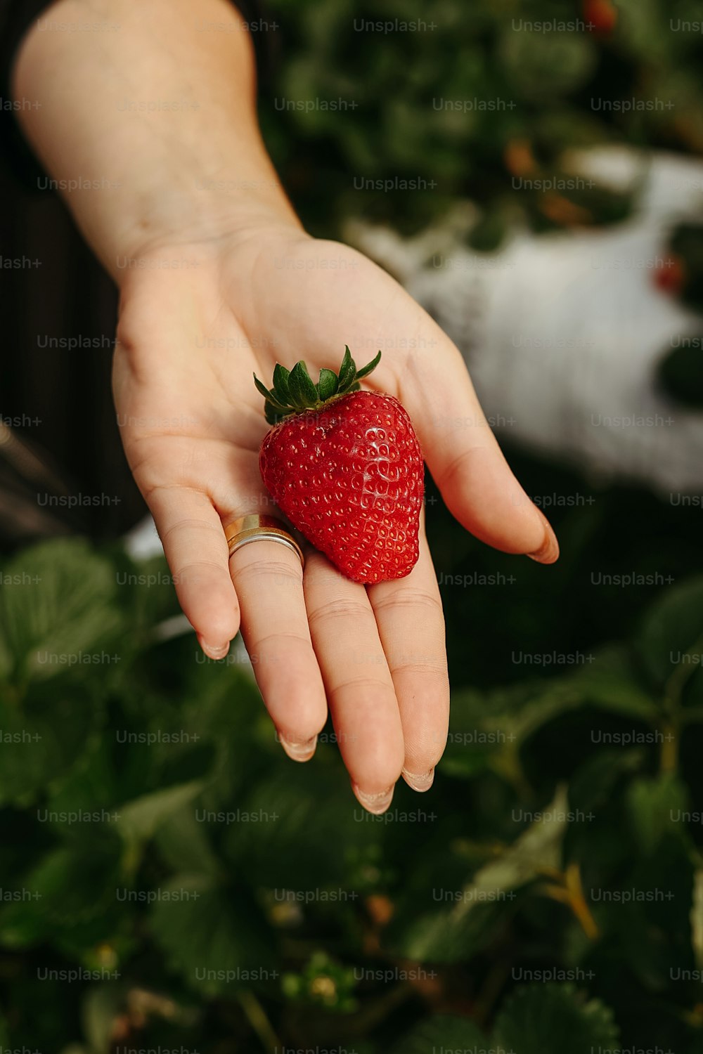 une personne tenant une fraise à la main