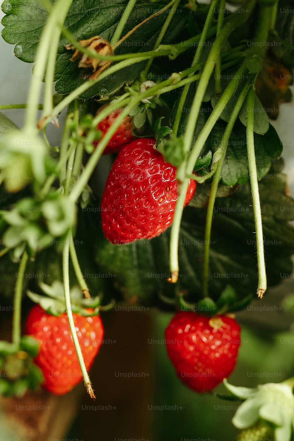 a bunch of ripe strawberries hanging from a plant