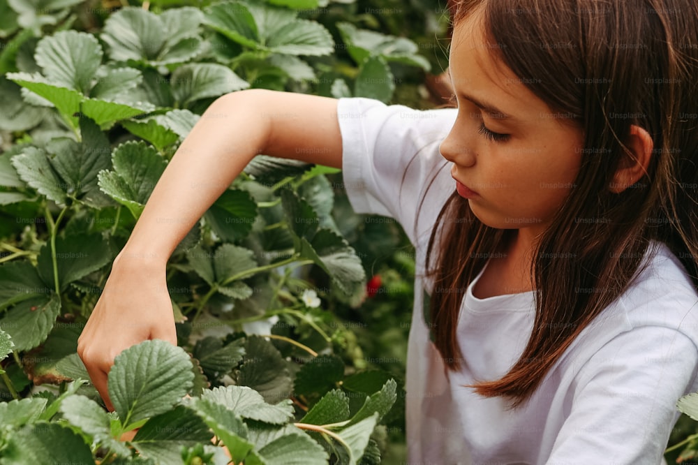 Una niña recogiendo fresas de un arbusto